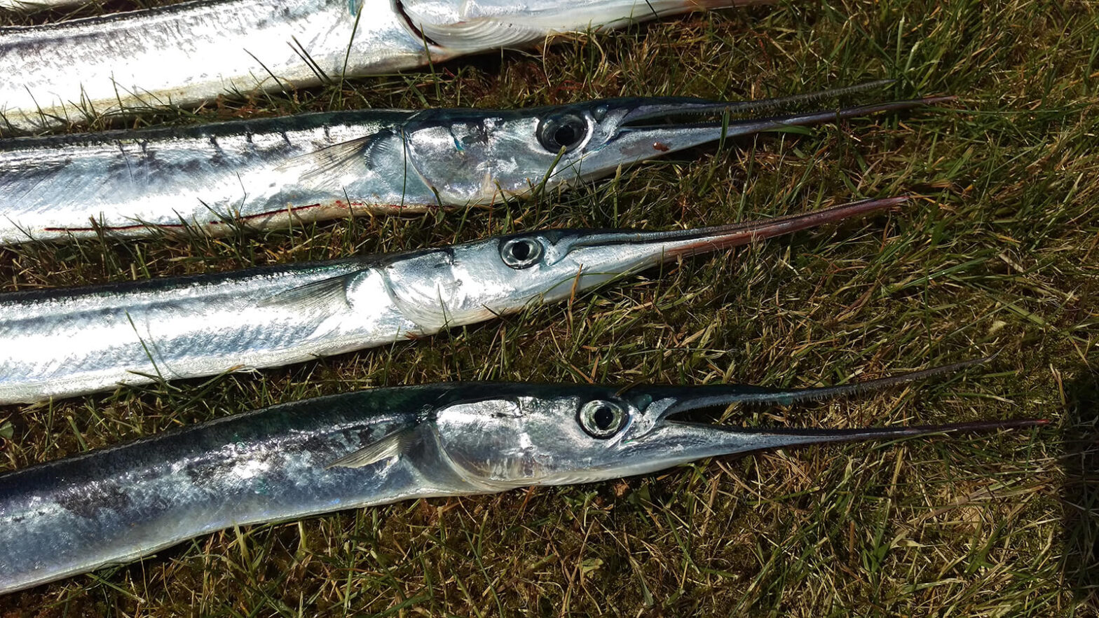 Hornfisk-fiskeri i Kimfjordeb